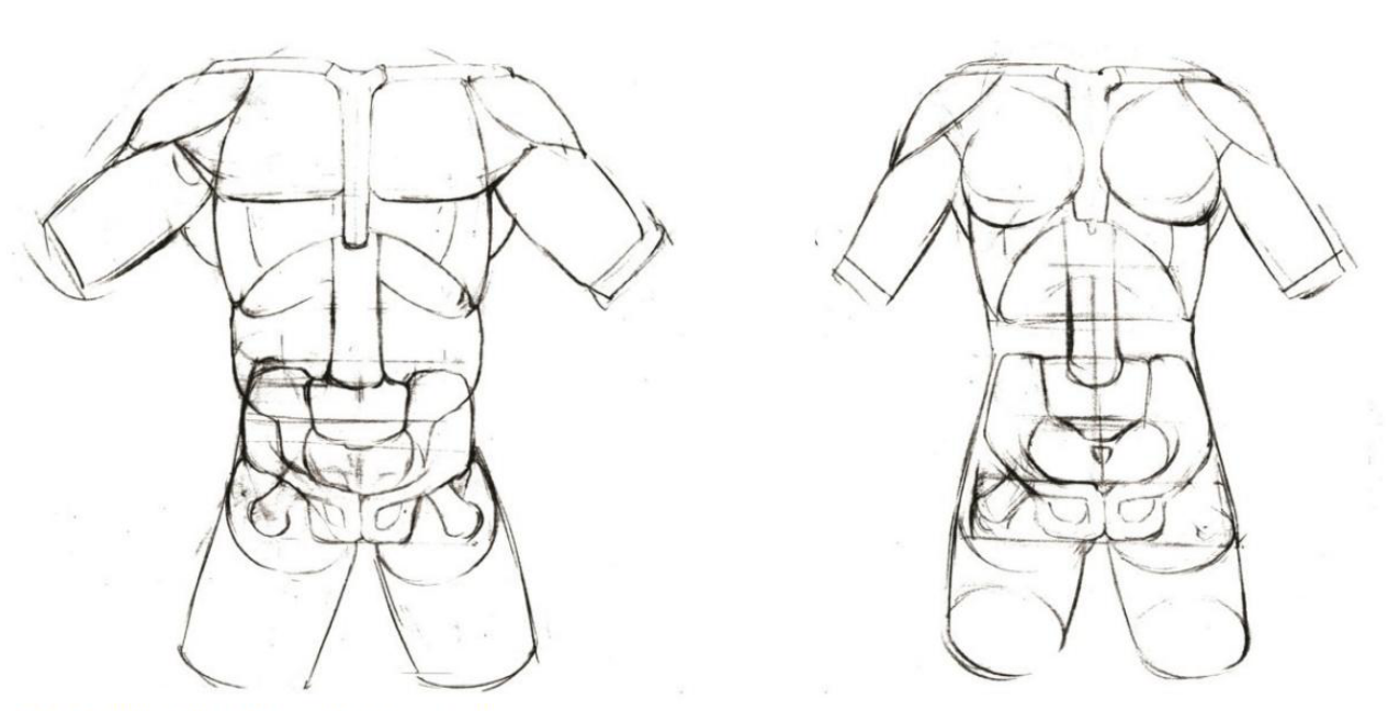 人体绘画基础part02认识肌肉