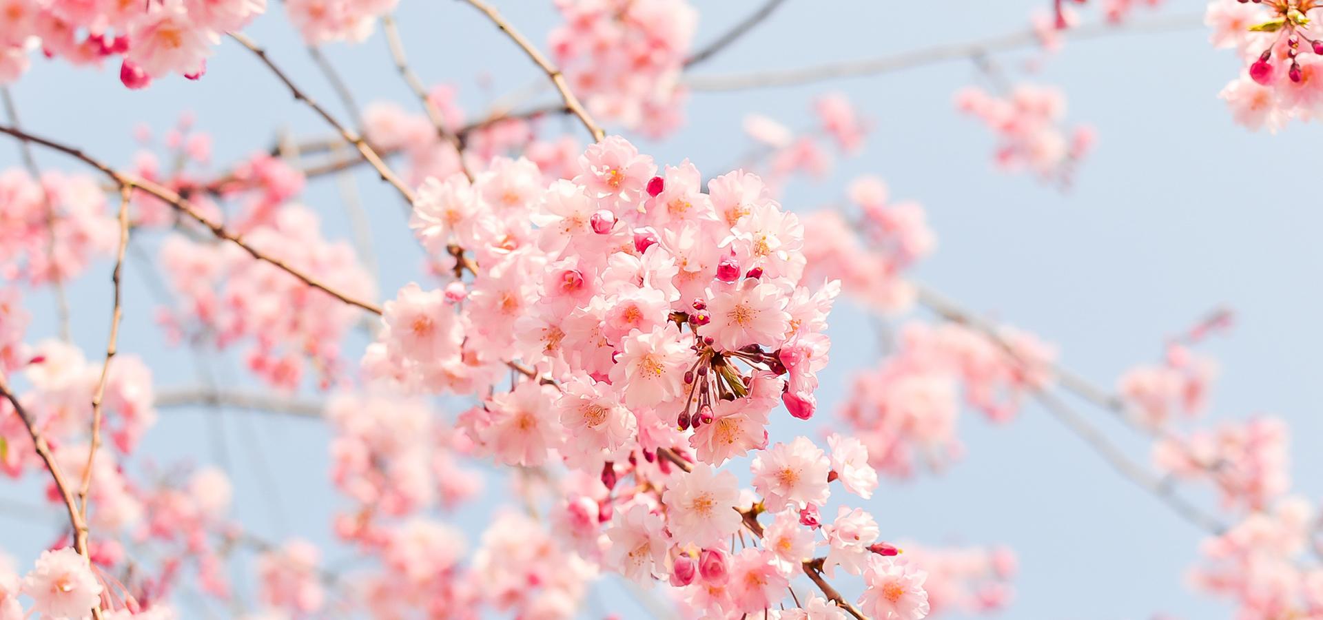 独肖樱花图片图片