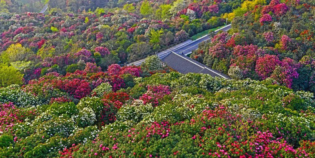 百里杜鹃景区分为普底,金坡和彝山花谷等景区,而整个百里杜鹃区域十分