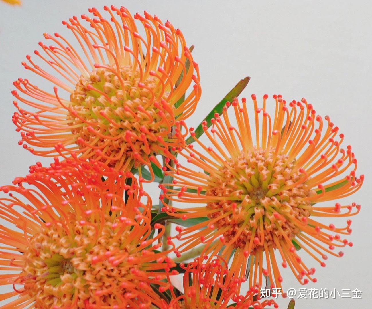 520告白花(四):自带浪漫氛围的针垫花 - 知乎