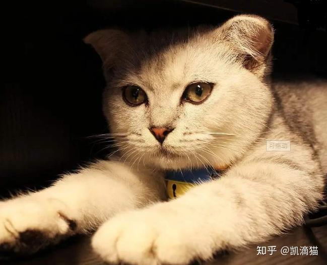 猫去毛球片有啥用 v2-2d4e80e60027b6335189392d7709934e_r.jpg