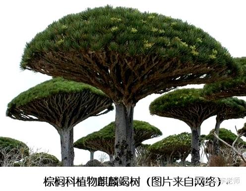 南山“不老松”有多少“不老的传说”? - 知乎
