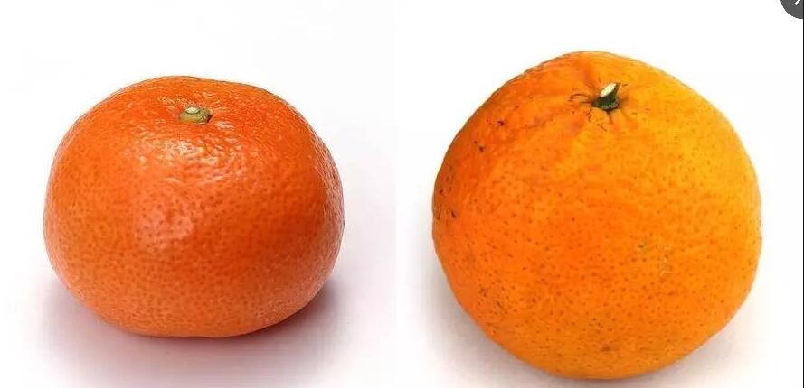 桔子、橘子、芦柑三者之间的差别是什么?