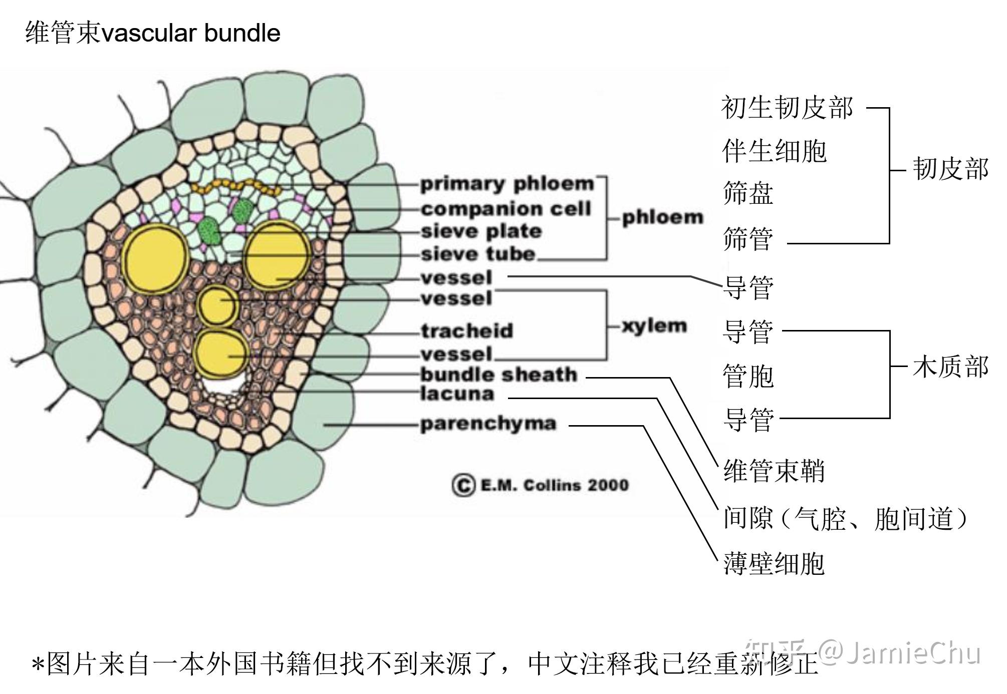 茎的结构图及名称图片图片