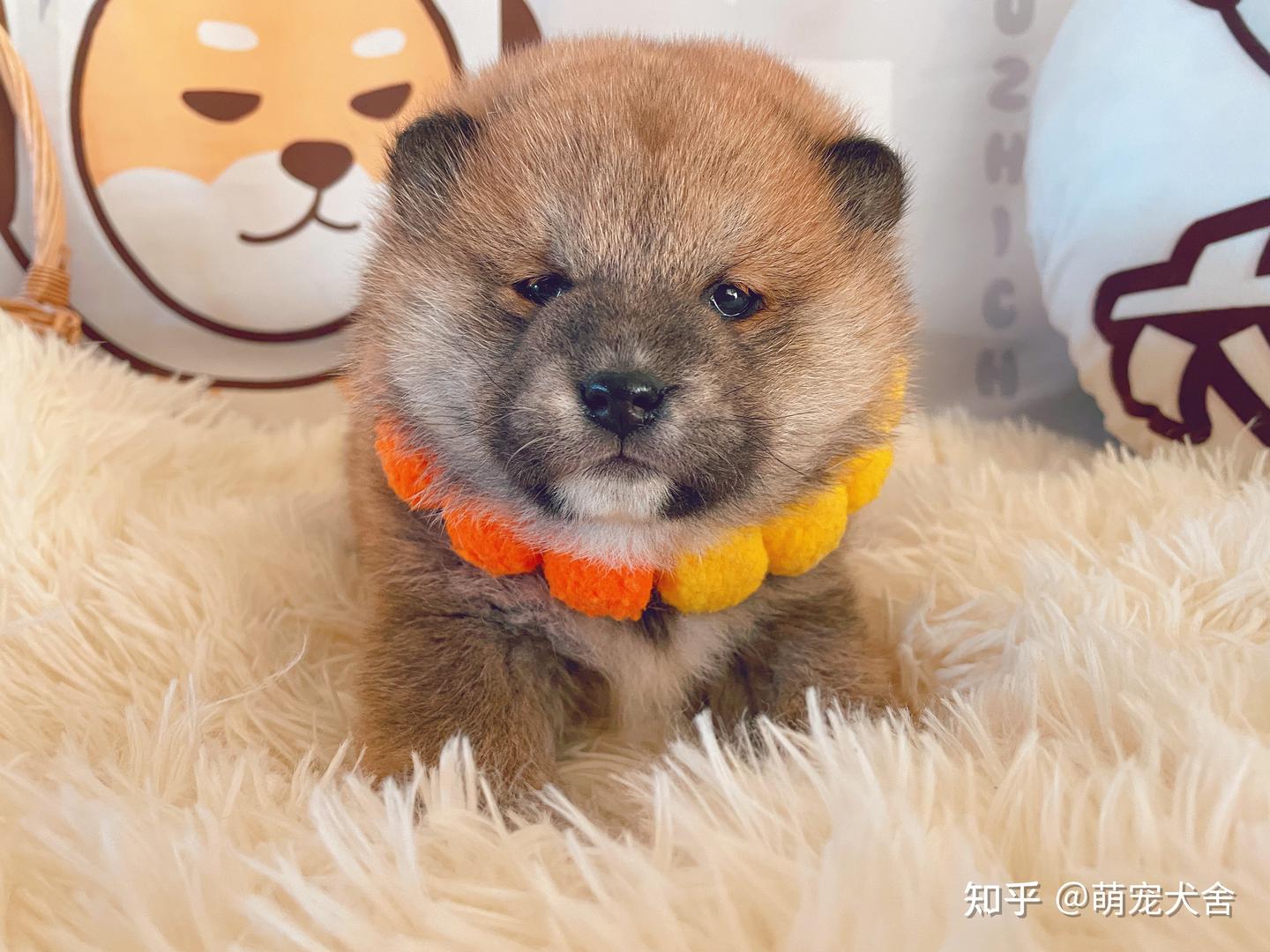 柴犬在网上哪个平台买？ - 知乎