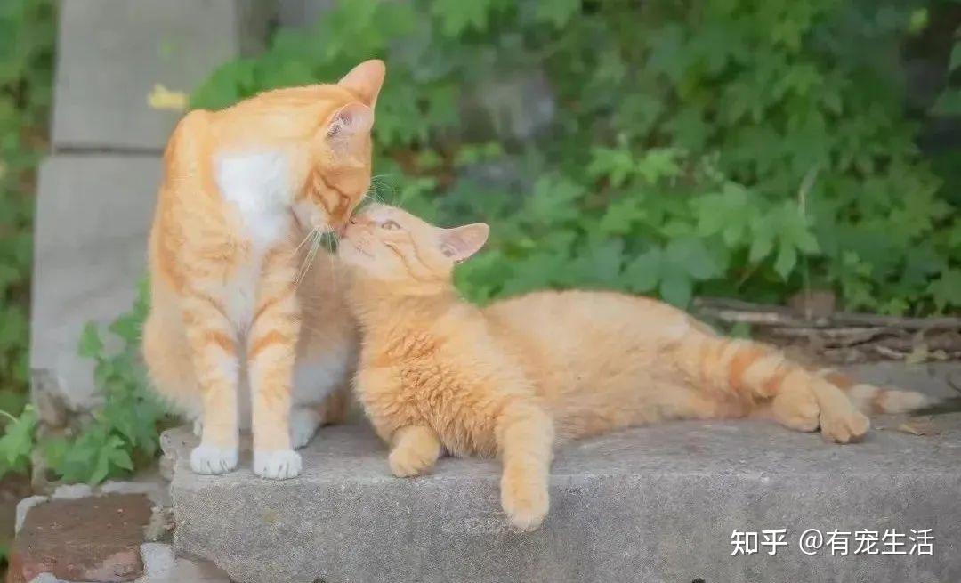 万物复苏的季节 说说猫咪发情的那些事 - 知乎