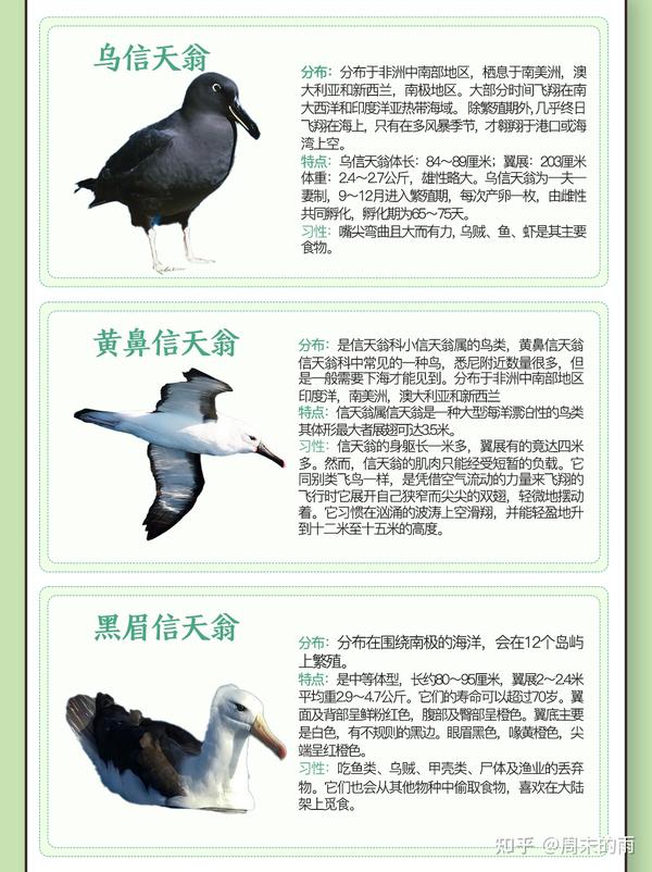 长寿又忠贞的动物-----信天翁 - 知乎