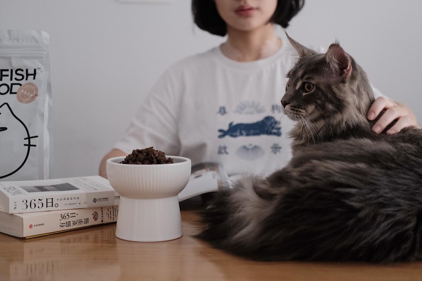 夏日喂猫注意事项 非常有用 知乎