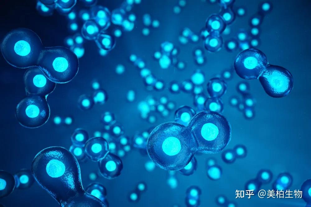 细胞外基质ECM|才是“初老肌”的终极克星 - 知乎