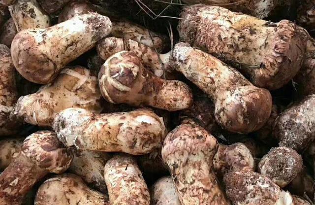 松茸图片及出售价格 v2-2d8cfca397957acce1794a5ef9b6909a_r.jpg