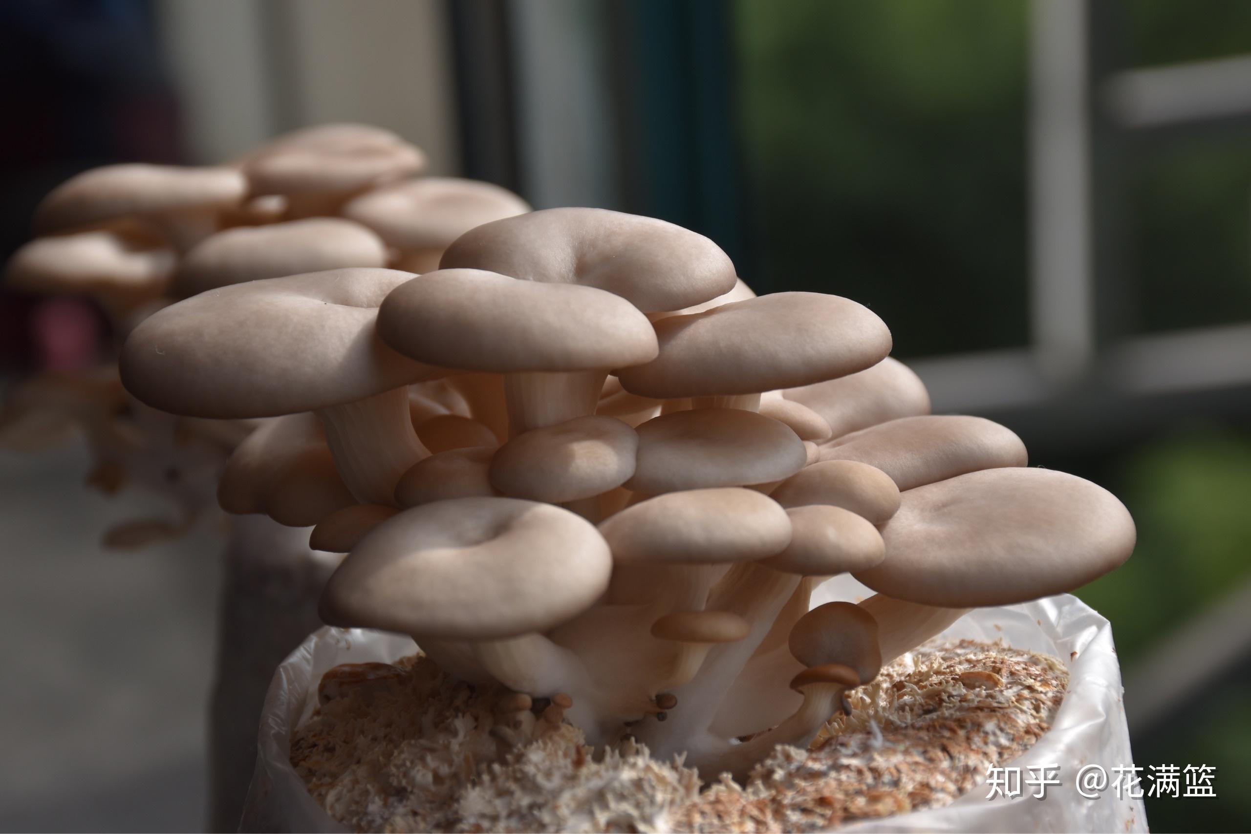 拍自己养的蘑菇请点评