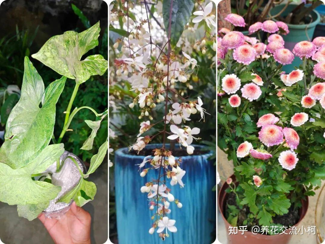 超长超详细的养花攻略,从选花、浇水施肥,到病虫害防护全攻略 - 知乎