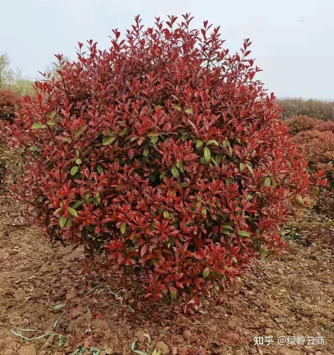 红叶石楠6种树型修剪方法