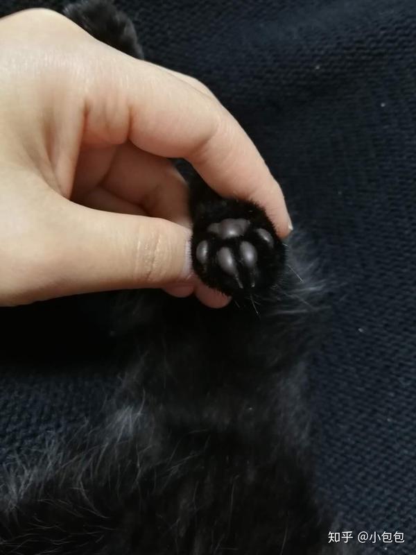 黑猫可能有粉肉垫么?