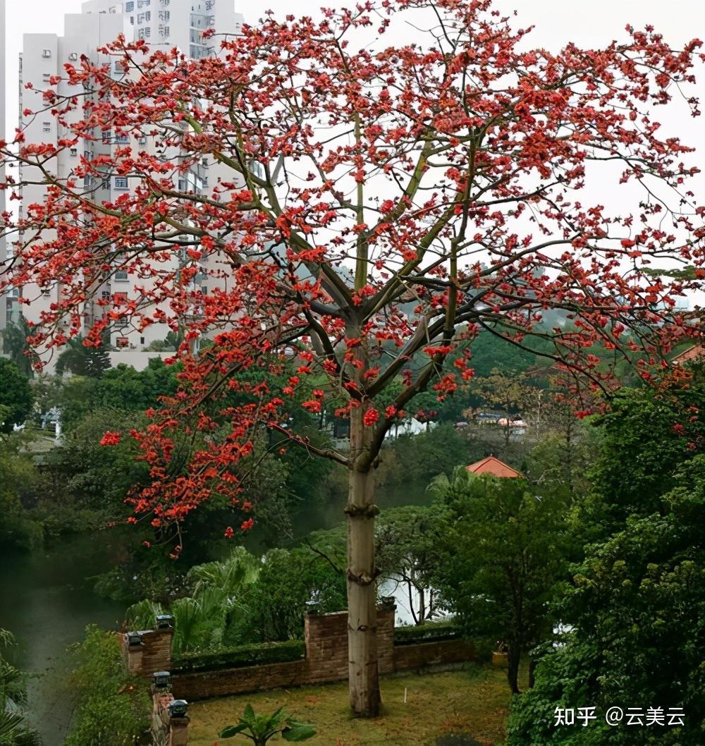 适合华南地区种植的庭院树 - 知乎