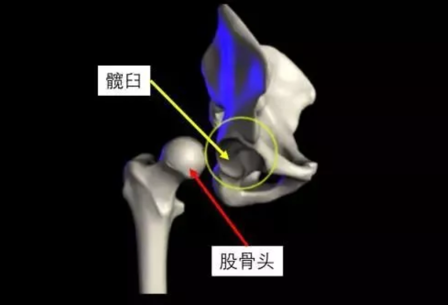 髋臼旋转中心图片