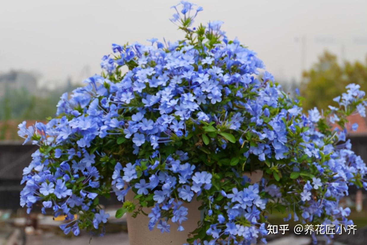 蓝雪花怎么长成树一样,镇宅最灵的三种花,蓝雪花老桩好_大山谷图库