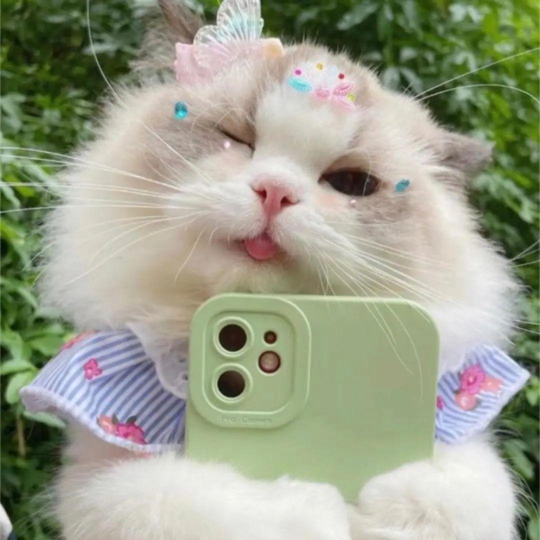 骚猫|可爱|涩涩（色色）|情侣|发牢骚表情包 - 知乎