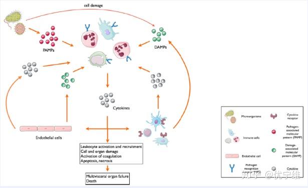 细胞因子风暴体内龙卷风