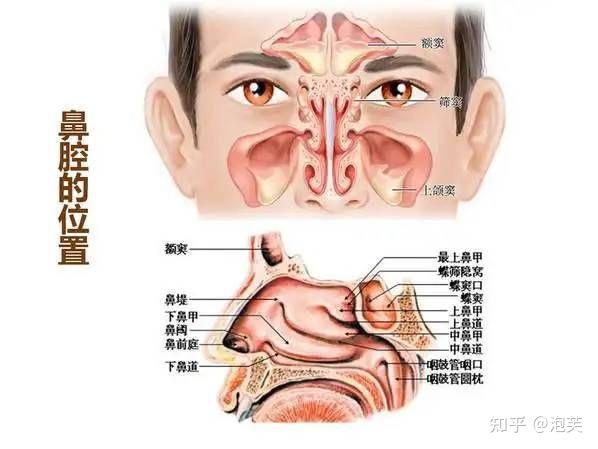 鼻窦位置图片图片