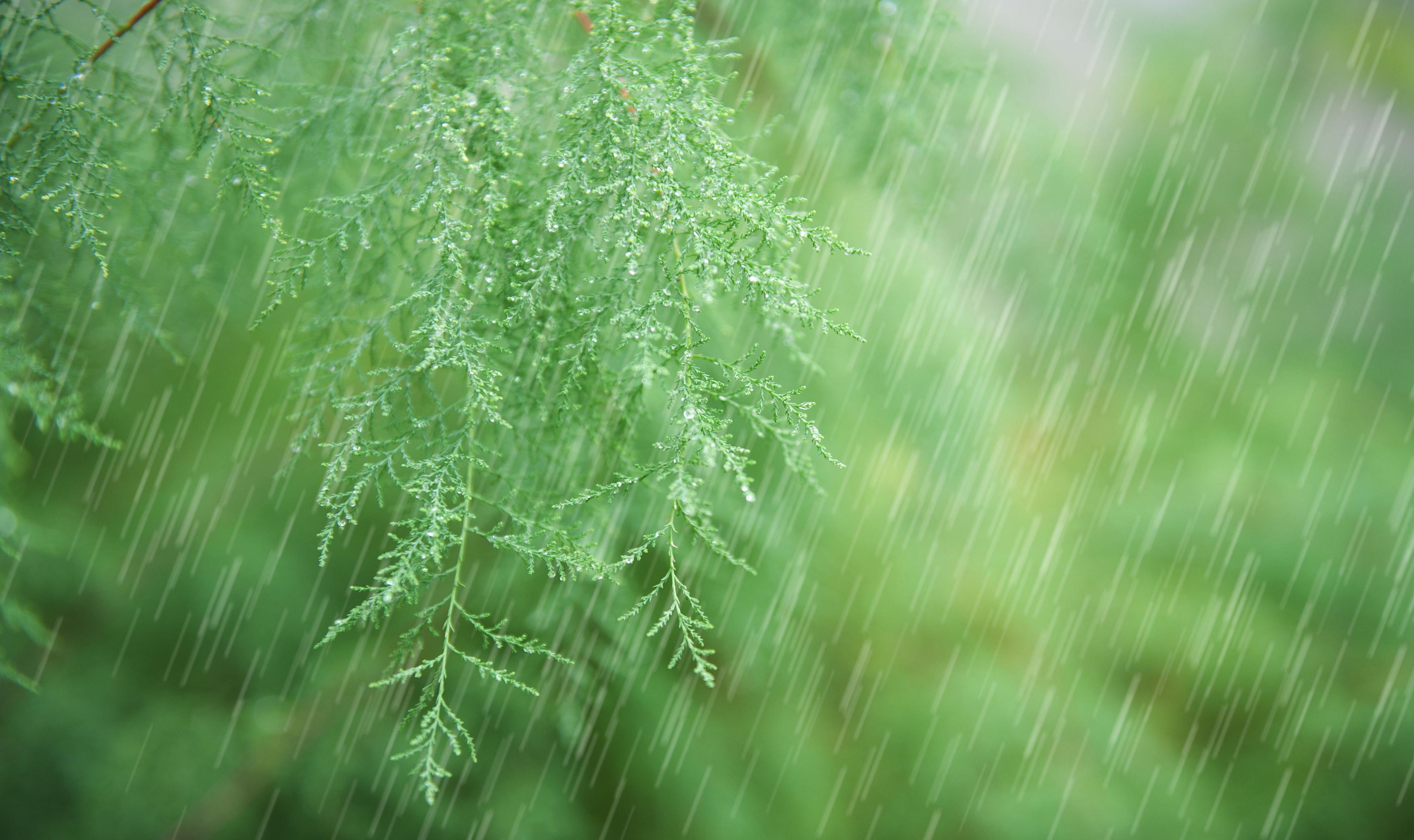 梅雨季武汉图片