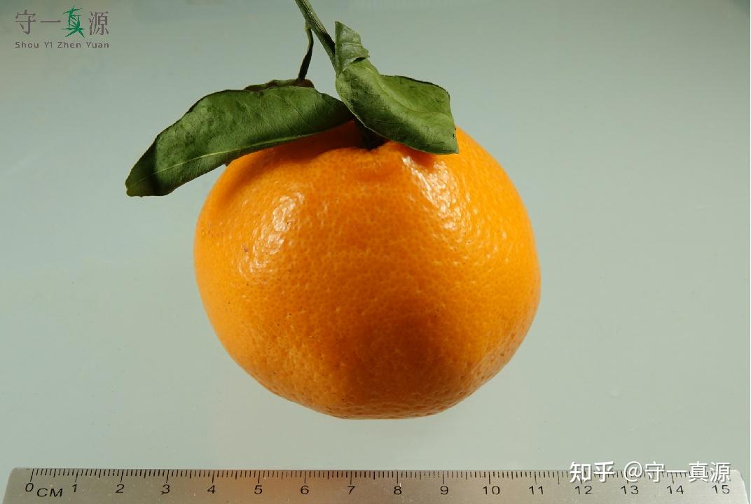 深入浅出聊枳实、枳壳之前生 - 知乎