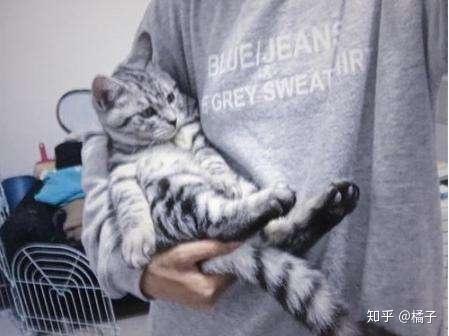 正确的抱猫姿势是怎样的?原来一直以来我都抱错了... - 知乎