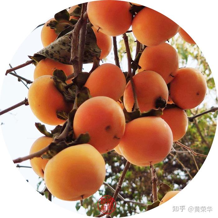 《柿黄染秋色：从古诗词解码中国传统色谱的意蕴》 - 知乎