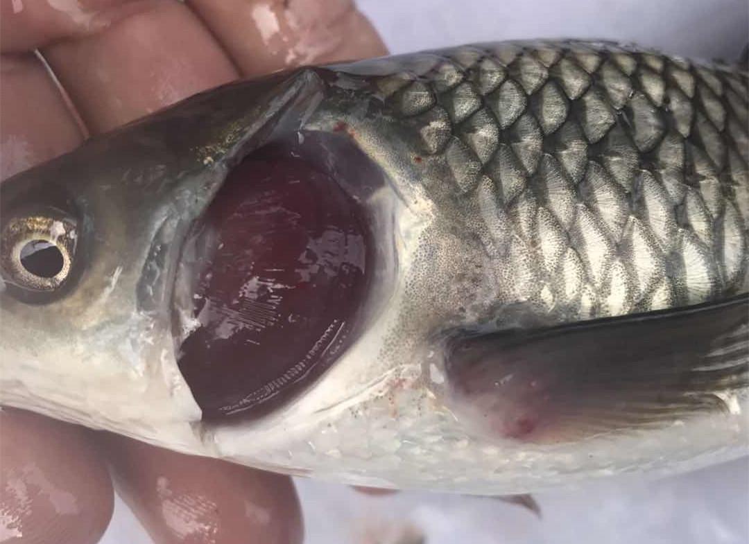 鳃部问题一个对策