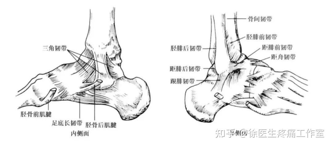 纤维束,起自外踝尖部的前方,向后下方,止于跟骨外侧面中部的小结节