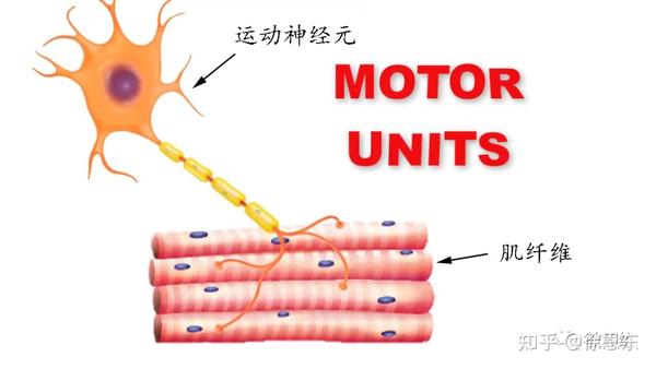 除了好看的肌肉,力量训练还能带来啥?(一) - 知乎