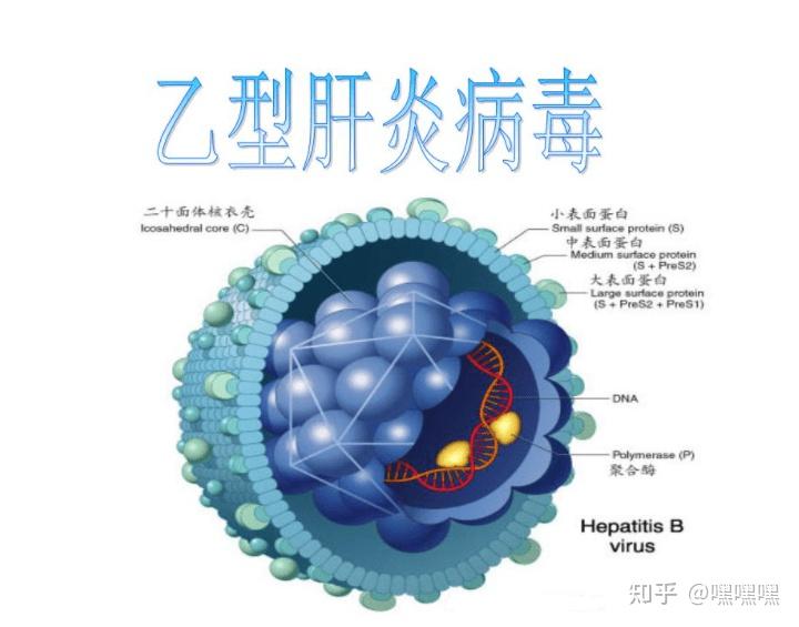 乙肝新药gst Hg141，这次抗击乙肝，中国走在前列！ 知乎 