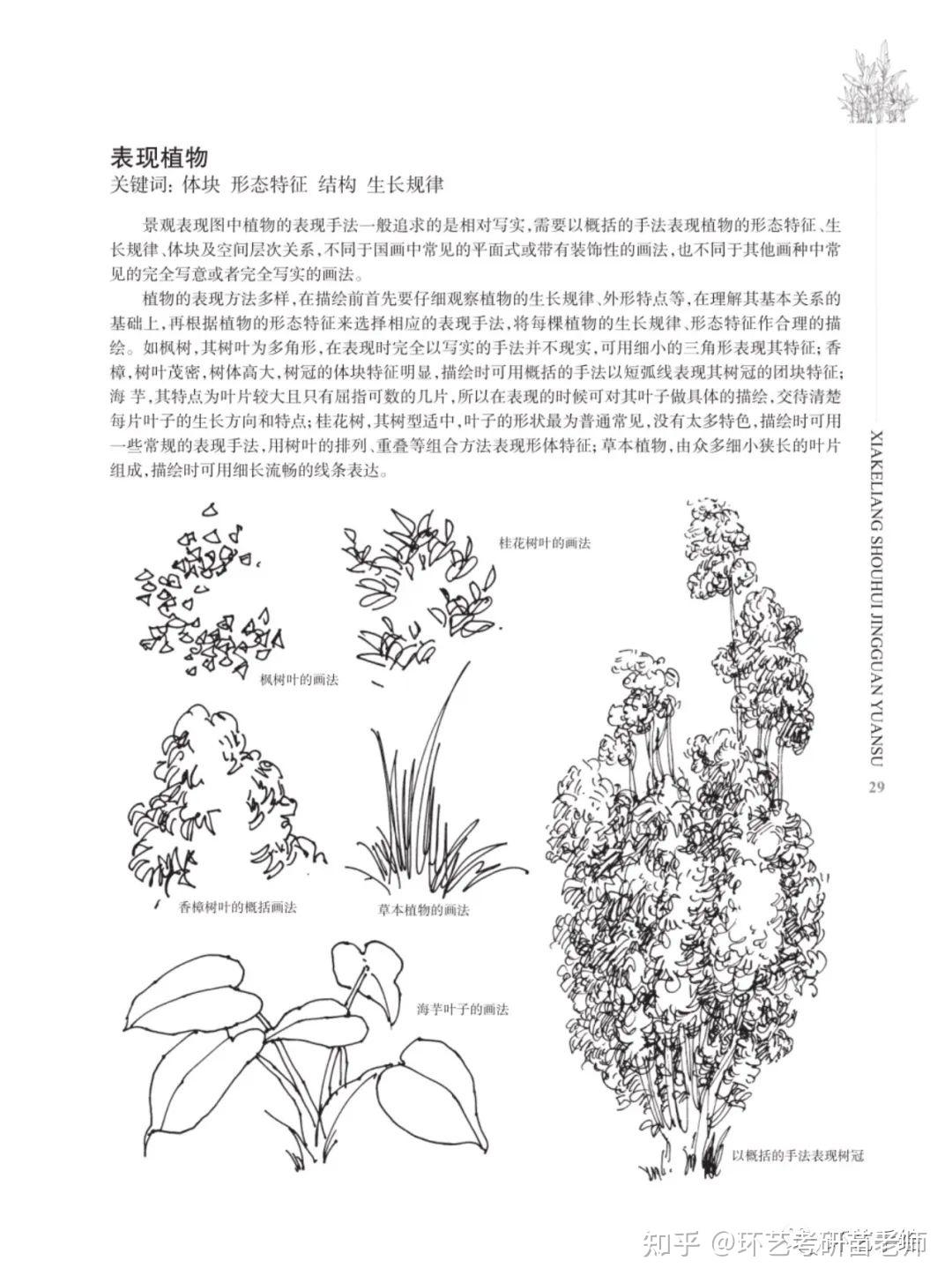 500种景观植物手绘临摹合集