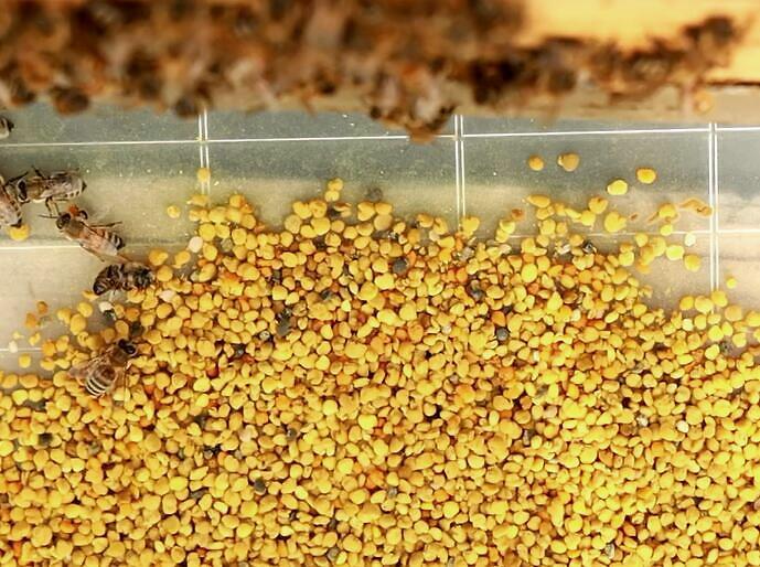 蜜蜂花粉的影响是什么 蜂花粉的疗效和作用及消费方法的作用 优米蜂蜜百科网