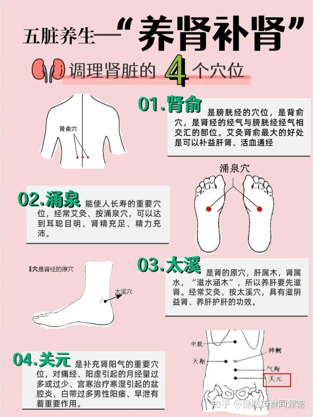 养肾补肾攻略详解 - 知乎
