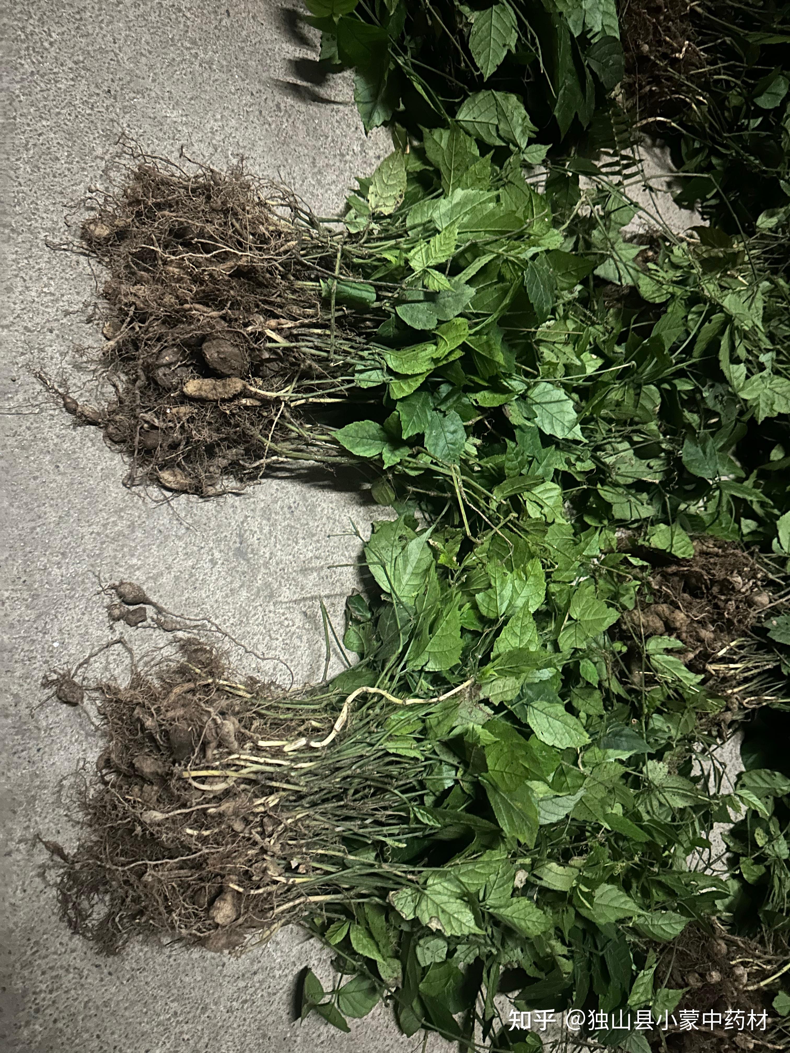 金果榄与三叶青点亮创业之路的中药出售三叶青苗金果榄苗