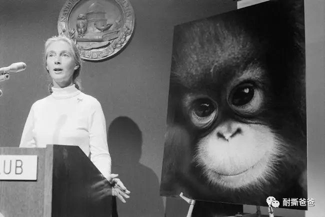 带你认识《科学》教科书第一页的"小姐姐",英国动物学家珍妮·古道尔