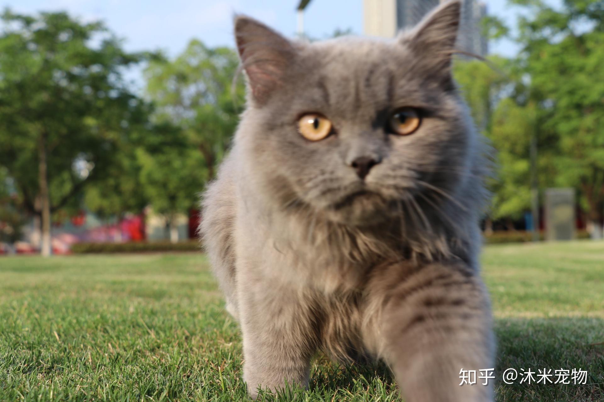 英短长毛猫长大后图片图片