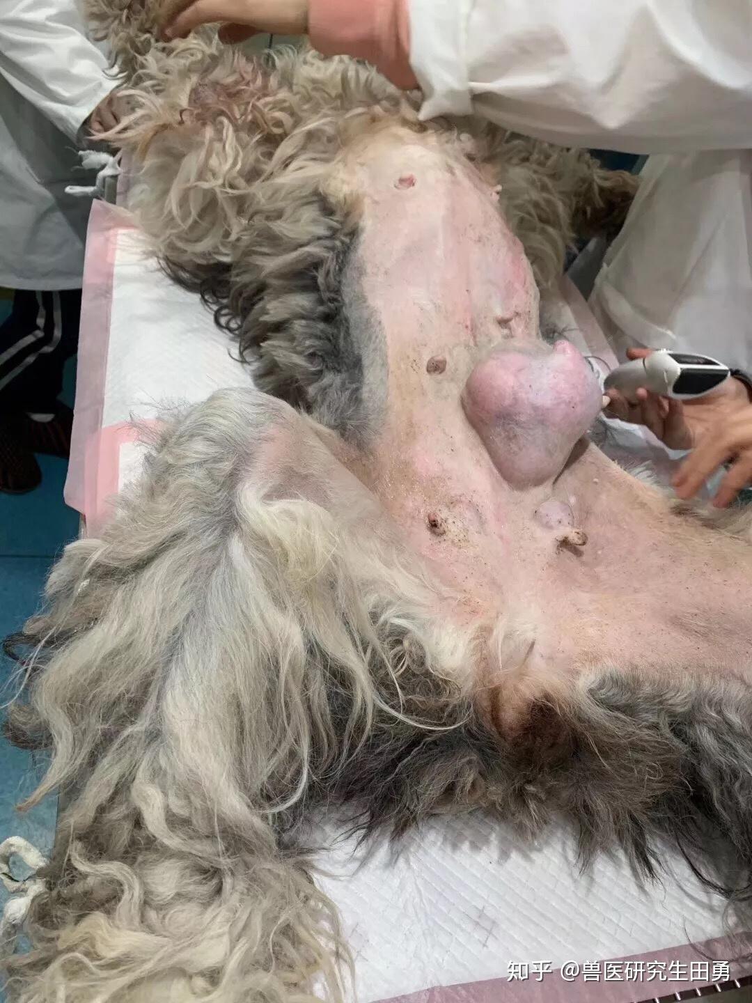 狗狗乳腺癌图片图片