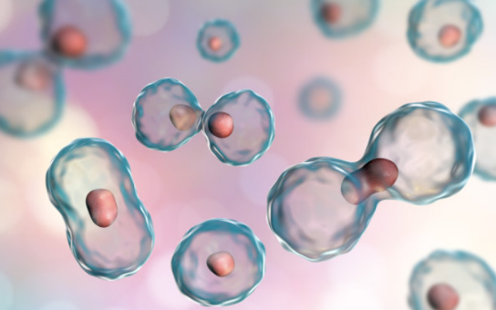 滋养层干细胞增殖中的信号调节_中科博生