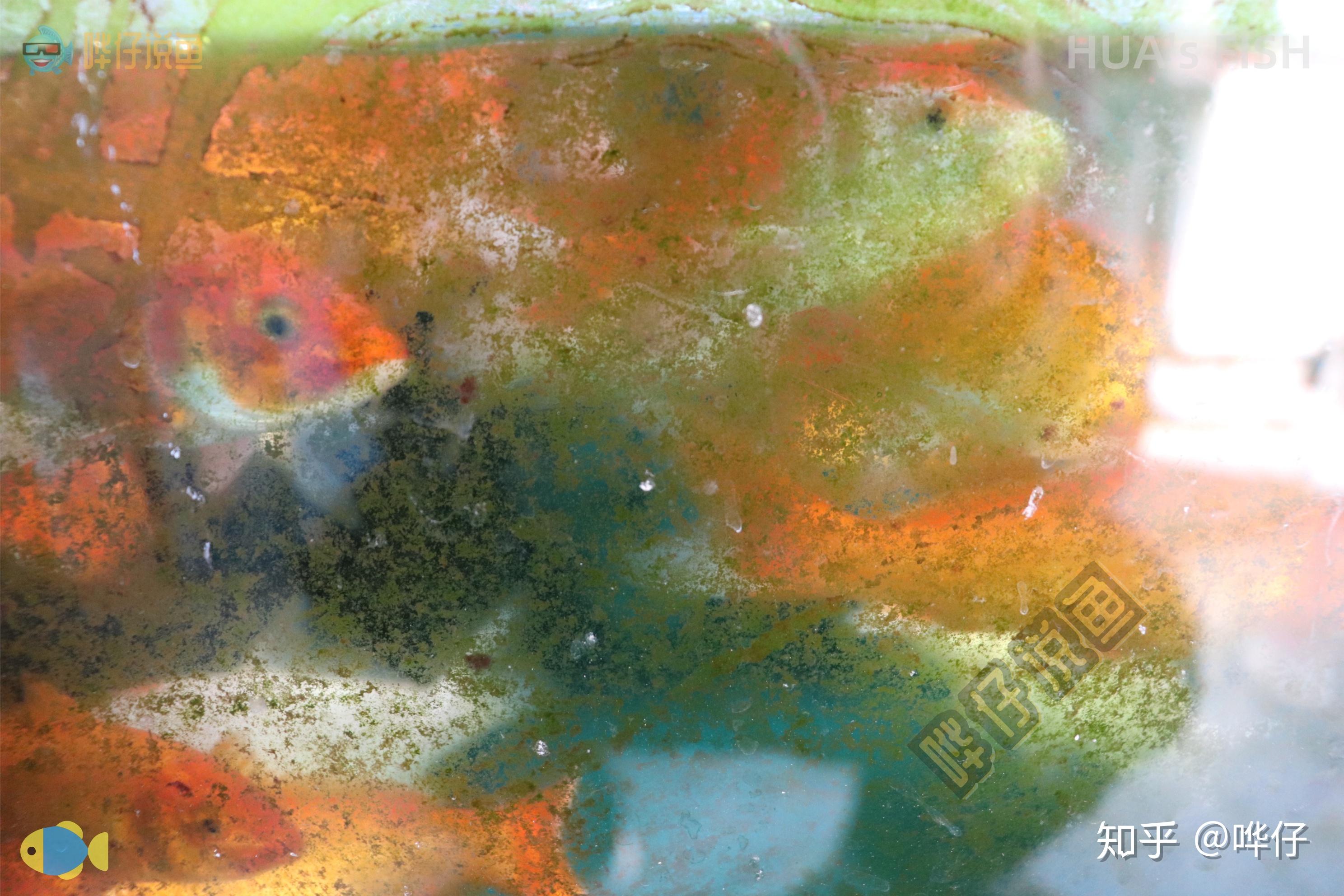 鱼缸里的水藻危害_水藻对鱼儿有什么影响-上海萧昌水族 - 上海萧昌
