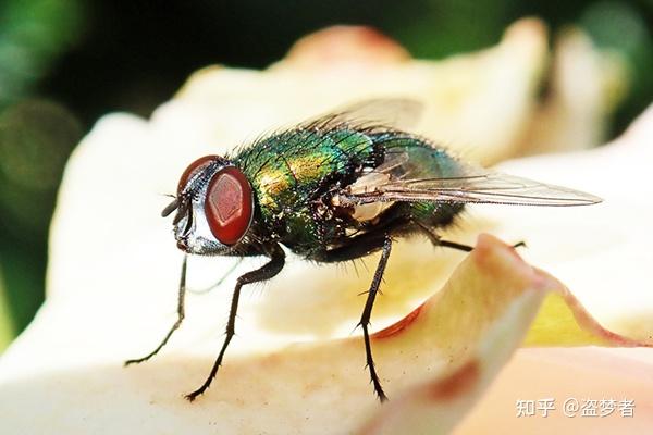 厨房苍蝇太多怎么办?避开误区,正确防蝇这样做! - 知乎