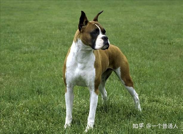 如果你养过拳师犬,就知道它有多棒! - 知乎