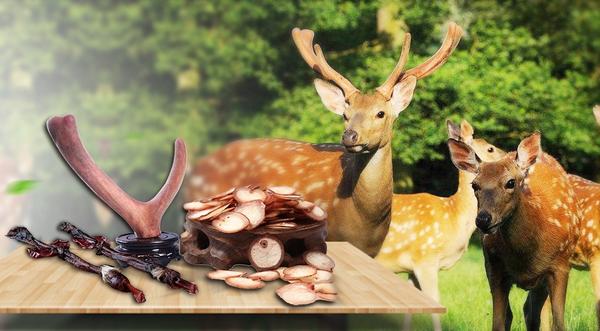 鹿九州鹿业 努力让更多的人拥有更强壮的体魄 知乎