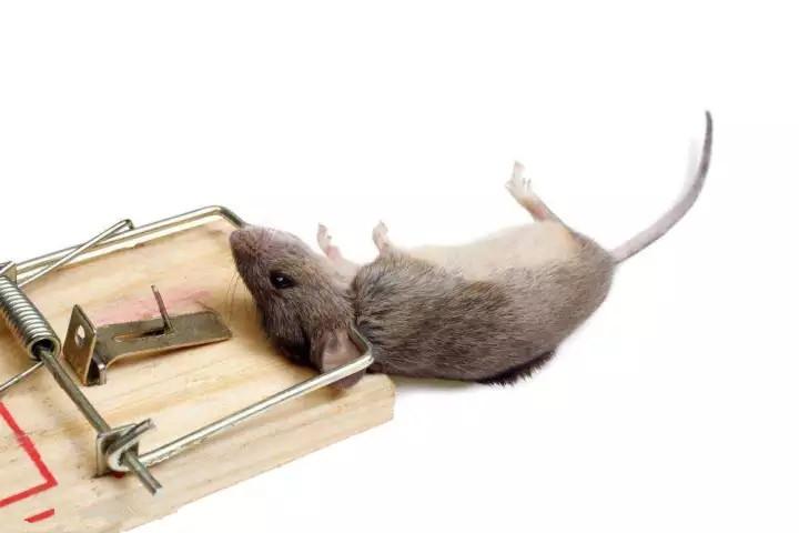 盘点目前最常见的8种灭鼠方法