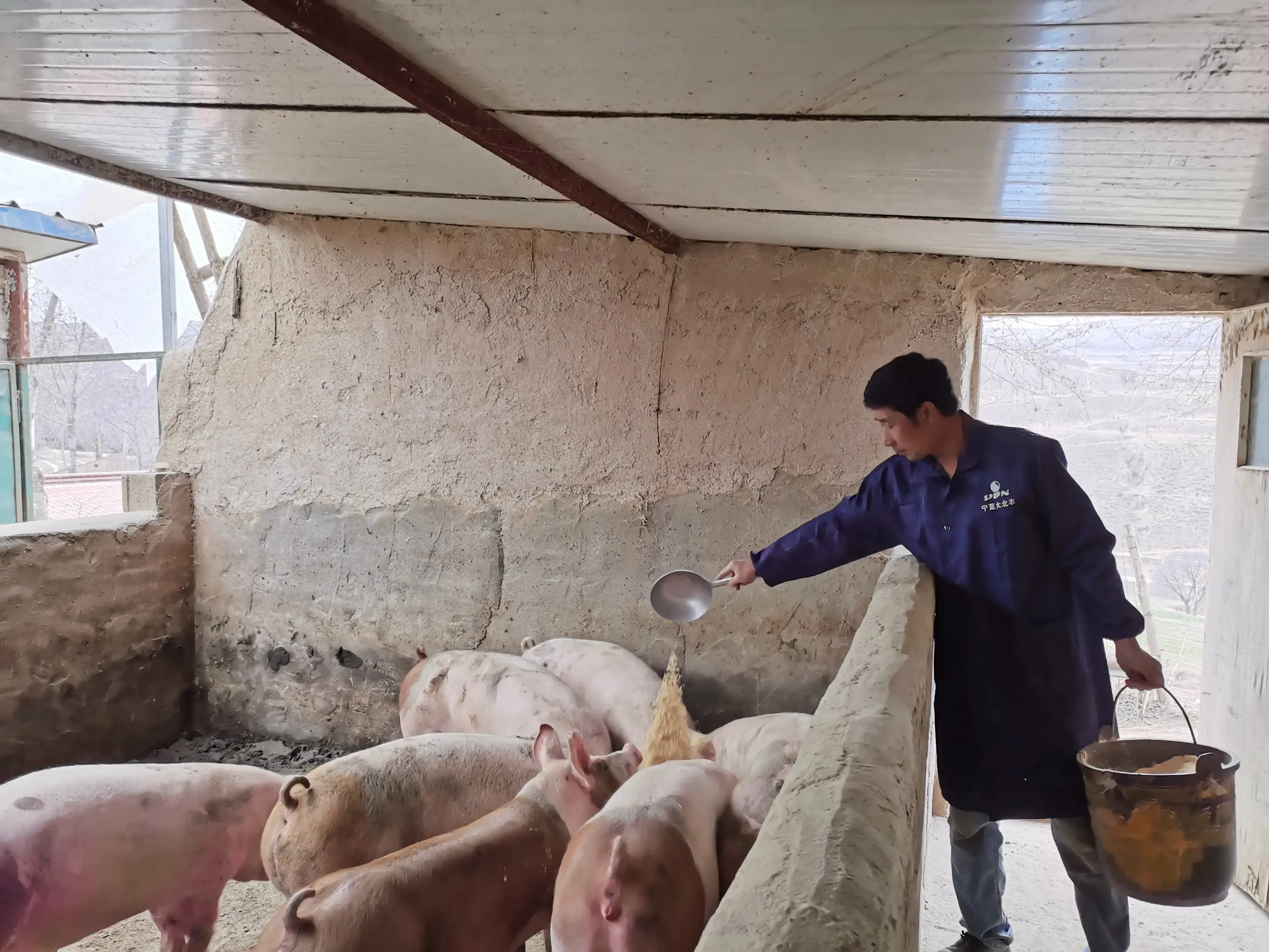 农村为啥禁止散养猪养了5000年的猪现在才说污染环境