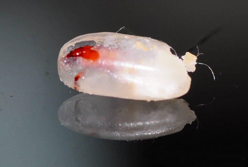 米象是一种全变态昆虫,一生要经历卵>幼虫>蛹>成虫四个发育形态,每年