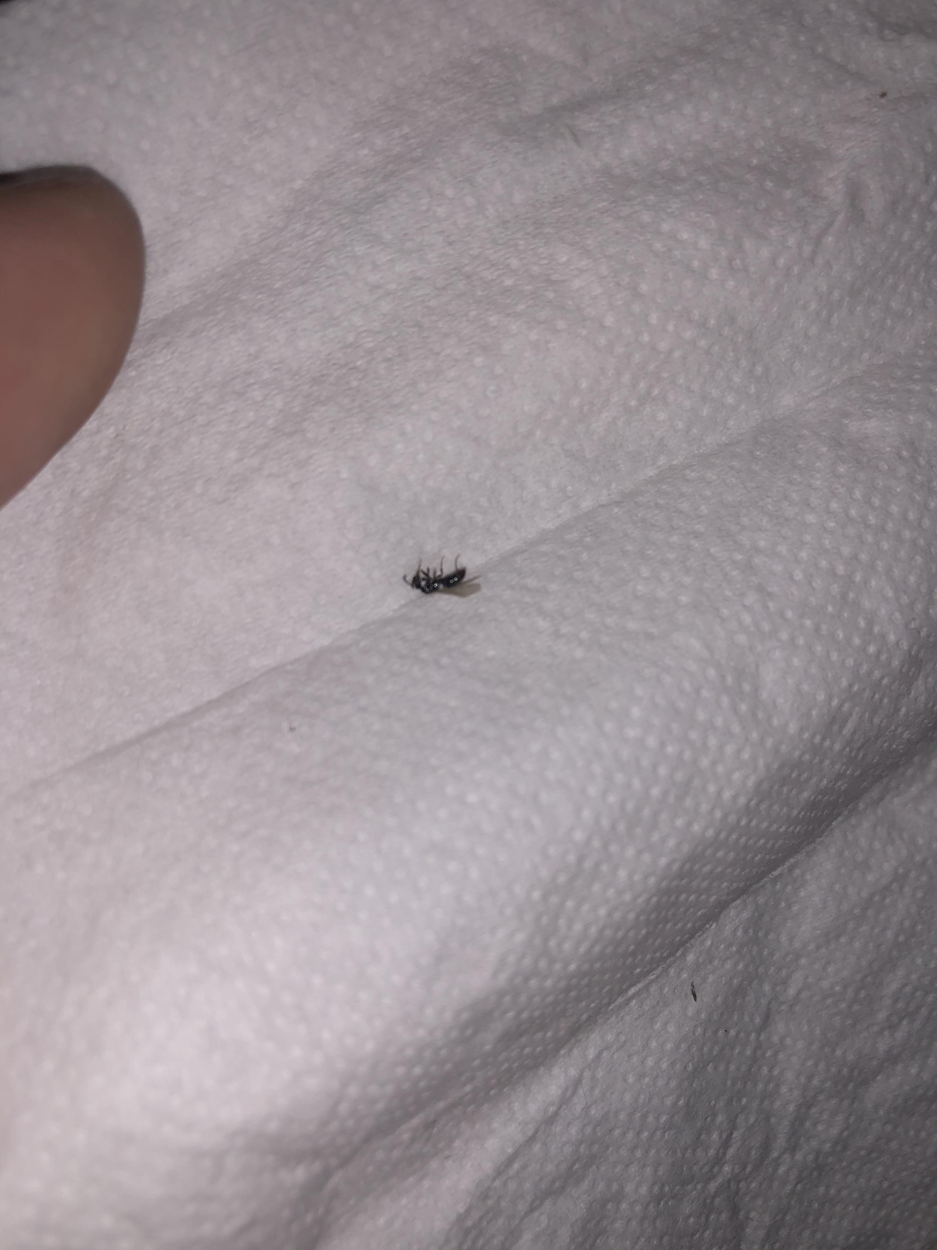 被会飞的黑色蚂蚁咬了 需要怎么处理?