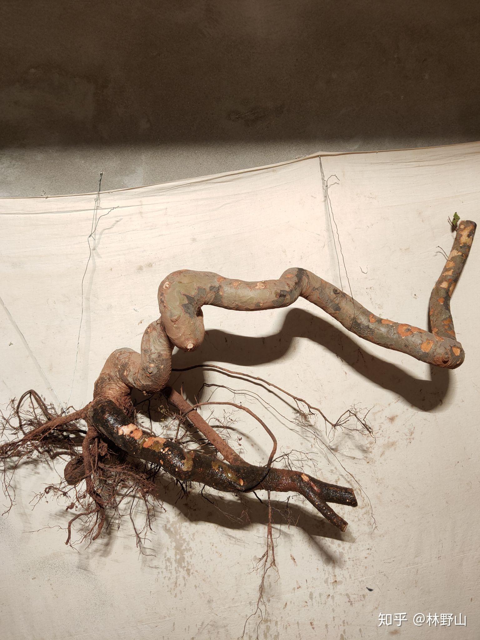 根艺盆景素材花皮榆