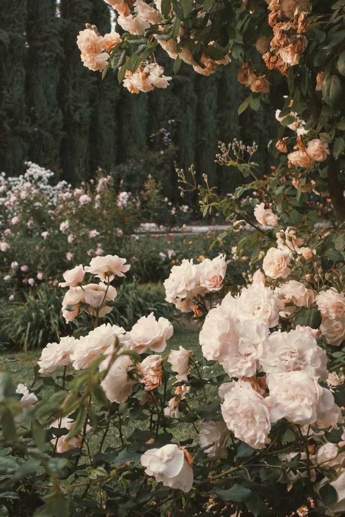 极富美感的绿色系壁纸(无水印)(绿色壁纸唯美可爱)